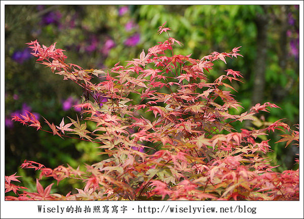 【景點】陽明山台北奧萬大2011-遲訪的楓紅 (Panasonic GF1)