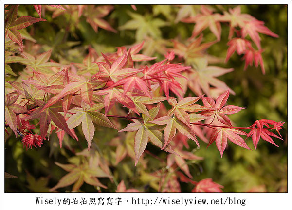 【景點】陽明山台北奧萬大2011-遲訪的楓紅 (Panasonic GF1)
