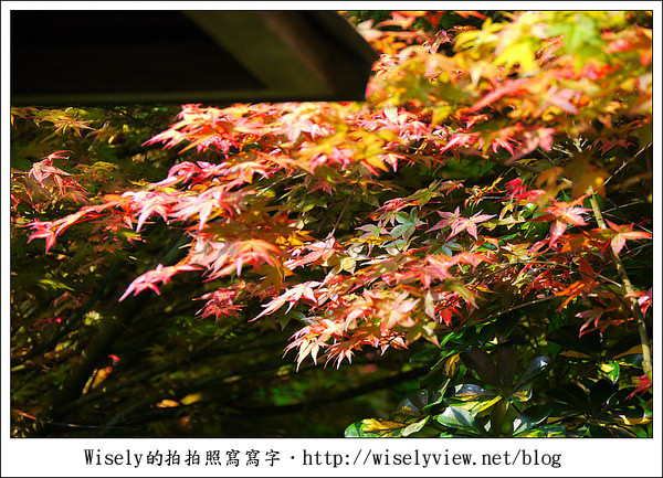 【景點】陽明山台北奧萬大2011-遲訪的楓紅 (Panasonic GF1)