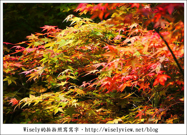 【景點】陽明山台北奧萬大2011-遲訪的楓紅 (Panasonic GF1)