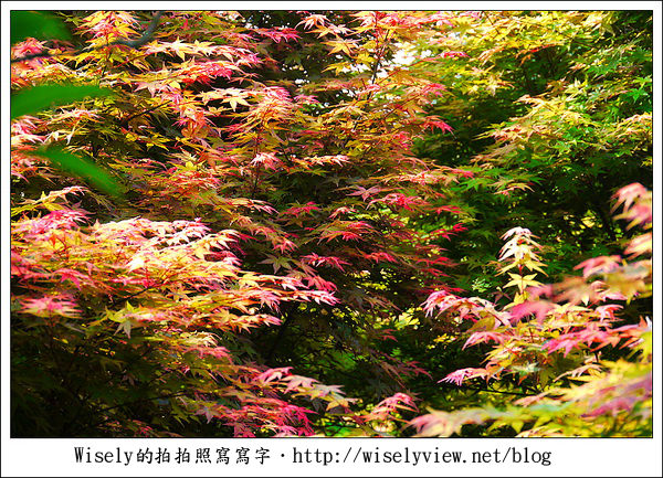 【景點】陽明山台北奧萬大2011-遲訪的楓紅 (Panasonic GF1)