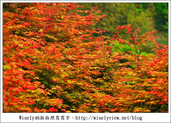 【景點】陽明山台北奧萬大2011-遲訪的楓紅 (Panasonic GF1)