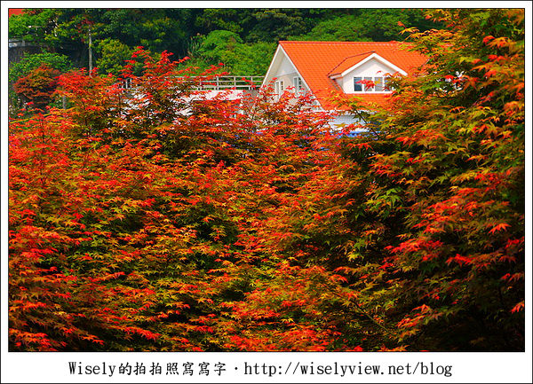 【景點】陽明山台北奧萬大2011-遲訪的楓紅 (Panasonic GF1)