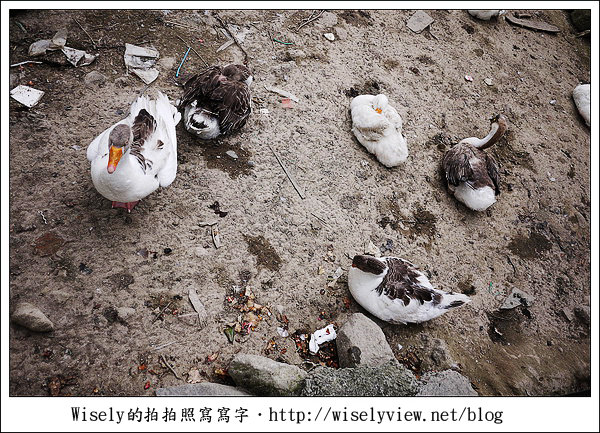 台北︱陽明山竹子湖︱冠宸食館 野菜熱炒