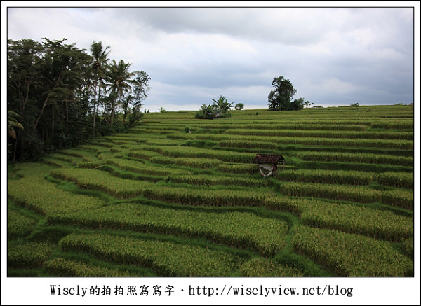 【旅行】2011(印尼)峇里島-03:烏布梯田下午茶(古董敞篷車)、髒鴨子風味餐、算命師賴爺(KETUT LAYER)的家、烏布傳統市場《烏布必去景點推薦》 【旅行】2011(印尼)峇里島-03:烏布梯田下午茶(古董敞篷車)、髒鴨子風味餐、算命師賴爺(KETUT LAYER)的家、烏布傳統市場《烏布必去景點推薦》