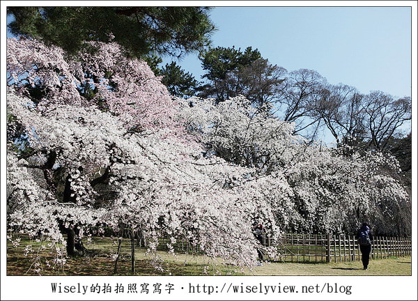 【旅行】2011關西(京阪神)-17：京都御苑垂櫻&京都御所隨拍 (Canon EOS 5D2) @WISELY's 拍拍照寫寫字