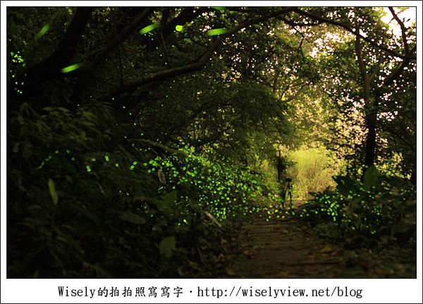 【隨拍】台北．土城青雲路螢火蟲 & 拍攝技巧心得分享 (Canon 5D2)/雅聖鹹蛋糕食記 @WISELY's 拍拍照寫寫字