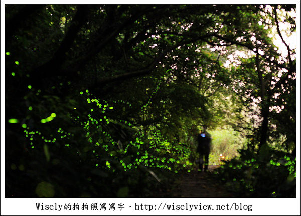 【隨拍】台北.土城青雲路螢火蟲 & 拍攝技巧心得分享 (Canon 5D2)/雅聖鹹蛋糕食記 【隨拍】台北.土城青雲路螢火蟲 & 拍攝技巧心得分享 (Canon 5D2)/雅聖鹹蛋糕食記