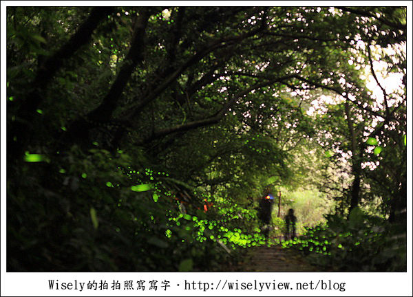 【隨拍】台北.土城青雲路螢火蟲 & 拍攝技巧心得分享 (Canon 5D2)/雅聖鹹蛋糕食記 【隨拍】台北.土城青雲路螢火蟲 & 拍攝技巧心得分享 (Canon 5D2)/雅聖鹹蛋糕食記