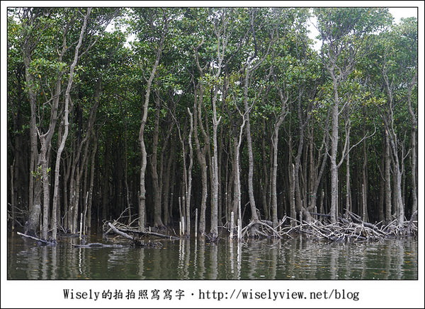 【旅行】2011(日本)沖繩-05：西表島-船遊紅樹林、板根樹、山貓紀念品