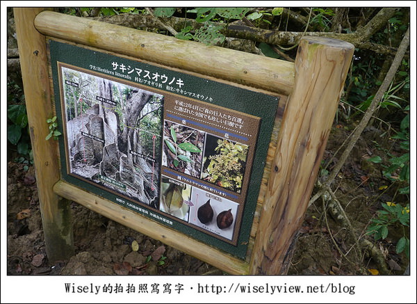 【旅行】2011(日本)沖繩-05：西表島-船遊紅樹林、板根樹、山貓紀念品