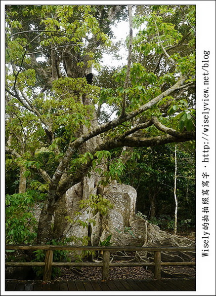 【旅行】2011(日本)沖繩-05：西表島-船遊紅樹林、板根樹、山貓紀念品