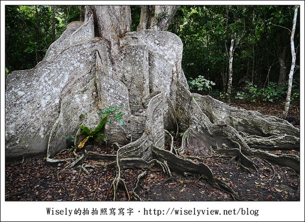 【旅行】2011(日本)沖繩-05：西表島-船遊紅樹林、板根樹、山貓紀念品