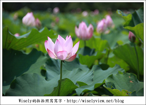 【攝影】新北市．新店區：台大安康農場荷花-2011 (Canon 100mm IS L + Tamron 28-300mm VC)