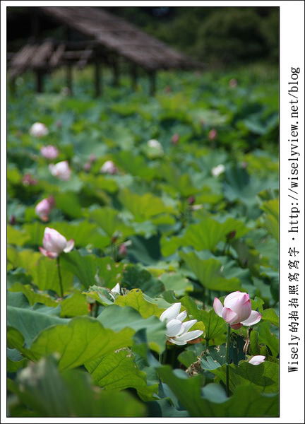 【攝影】新北市．新店區：台大安康農場荷花-2011 (Canon 100mm IS L + Tamron 28-300mm VC)