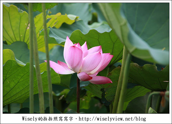 【攝影】新北市．新店區：台大安康農場荷花-2011 (Canon 100mm IS L + Tamron 28-300mm VC)