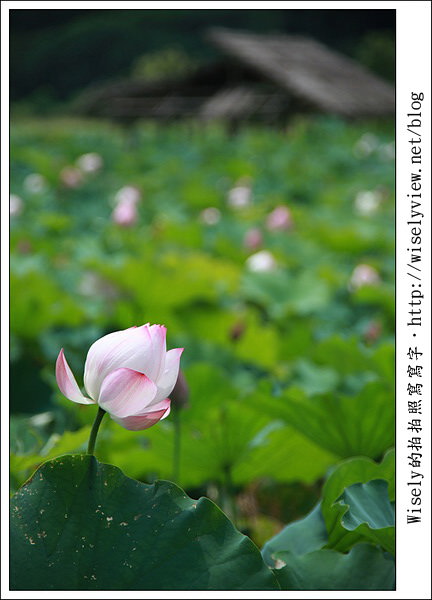 【攝影】新北市．新店區：台大安康農場荷花-2011 (Canon 100mm IS L + Tamron 28-300mm VC)