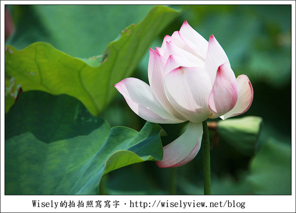 【攝影】新北市．新店區：台大安康農場荷花-2011 (Canon 100mm IS L + Tamron 28-300mm VC)