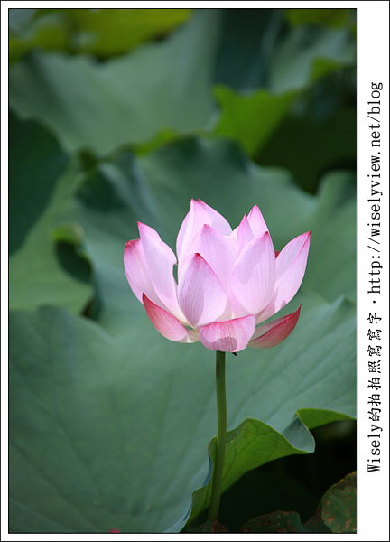 【攝影】新北市．新店區：台大安康農場荷花-2011 (Canon 100mm IS L + Tamron 28-300mm VC)