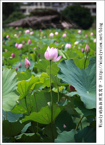 【攝影】新北市．新店區：台大安康農場荷花-2011 (Canon 100mm IS L + Tamron 28-300mm VC)