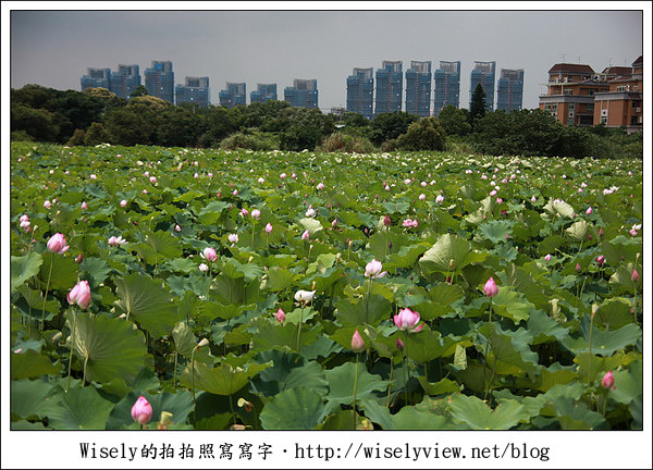 【攝影】新北市．新店區：台大安康農場荷花-2011 (Canon 100mm IS L + Tamron 28-300mm VC)