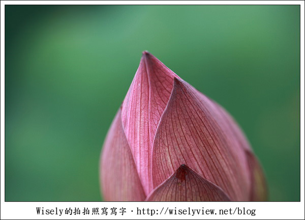 【攝影】新北市．新店區：台大安康農場荷花-2011 (Canon 100mm IS L + Tamron 28-300mm VC)
