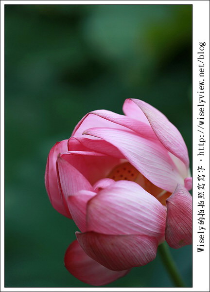 【攝影】新北市．新店區：台大安康農場荷花-2011 (Canon 100mm IS L + Tamron 28-300mm VC)