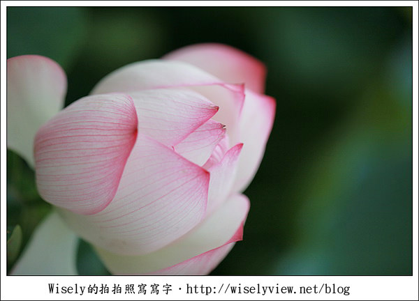【攝影】新北市．新店區：台大安康農場荷花-2011 (Canon 100mm IS L + Tamron 28-300mm VC)