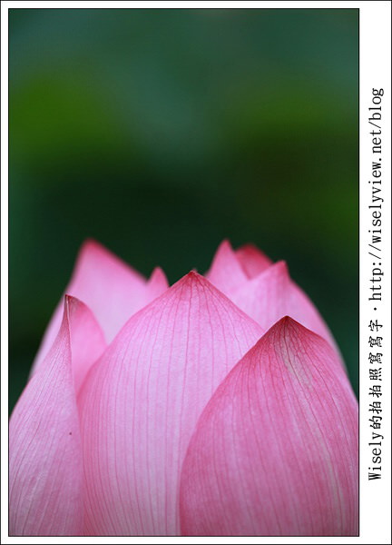 【攝影】新北市．新店區：台大安康農場荷花-2011 (Canon 100mm IS L + Tamron 28-300mm VC)