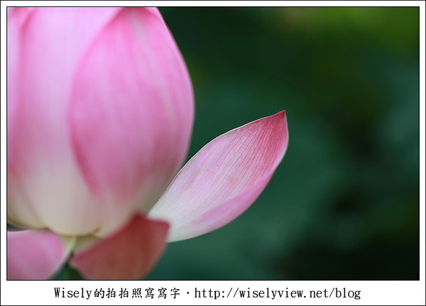 【攝影】新北市．新店區：台大安康農場荷花-2011 (Canon 100mm IS L + Tamron 28-300mm VC)