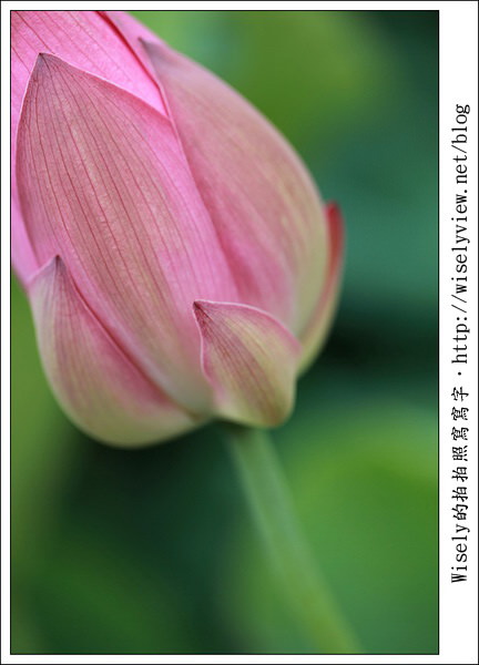 【攝影】新北市．新店區：台大安康農場荷花-2011 (Canon 100mm IS L + Tamron 28-300mm VC)