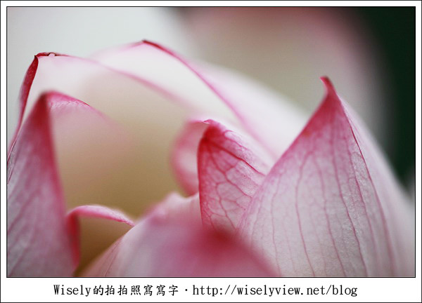 【攝影】新北市．新店區：台大安康農場荷花-2011 (Canon 100mm IS L + Tamron 28-300mm VC)