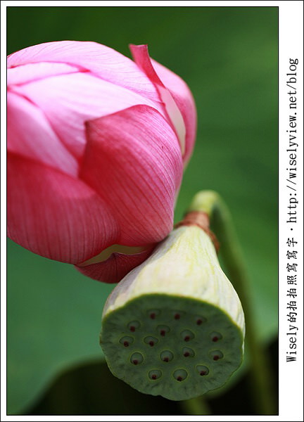【攝影】新北市．新店區：台大安康農場荷花-2011 (Canon 100mm IS L + Tamron 28-300mm VC)