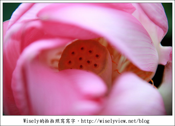 【攝影】新北市．新店區：台大安康農場荷花-2011 (Canon 100mm IS L + Tamron 28-300mm VC)