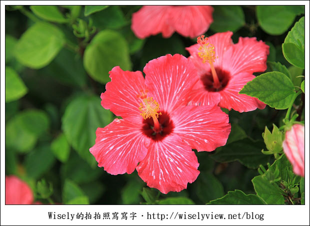 【旅行】2011(日本)沖繩-09：南海琉球風體驗王國(手作工藝、傳統建築物)、Gala青之海海鹽館(手工藝品、沖繩海鹽)、珊瑚保育場