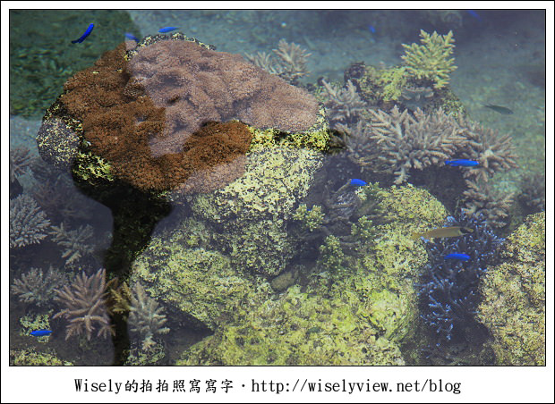 【旅行】2011(日本)沖繩-09：南海琉球風體驗王國(手作工藝、傳統建築物)、Gala青之海海鹽館(手工藝品、沖繩海鹽)、珊瑚保育場
