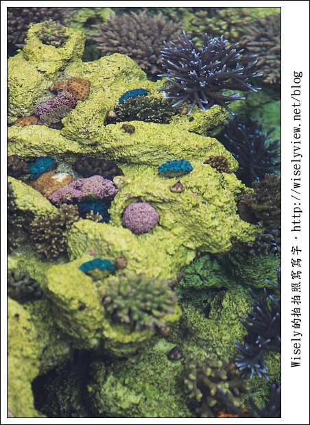 【旅行】2011(日本)沖繩-09：南海琉球風體驗王國(手作工藝、傳統建築物)、Gala青之海海鹽館(手工藝品、沖繩海鹽)、珊瑚保育場