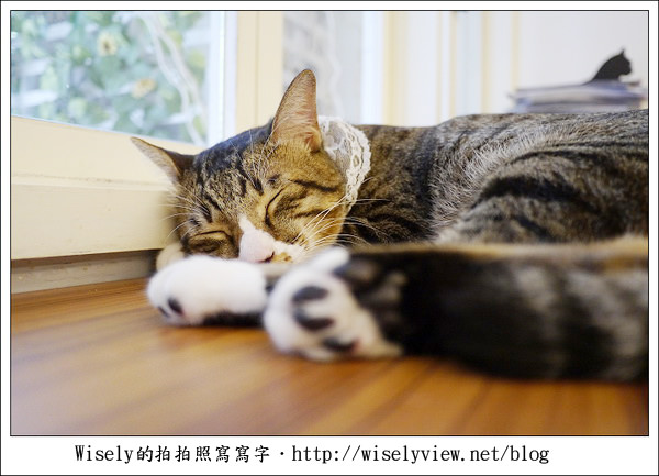【食記】台北市.大安區:貓咪先生的朋友/貓ちゃんの友達 (提供WiFi網路) 【食記】台北市.大安區:貓咪先生的朋友/貓ちゃんの友達 (提供WiFi網路)