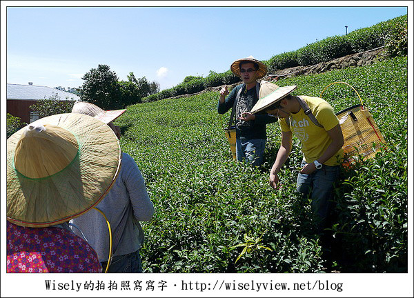 【遊玩】嘉義‧阿里山：茶裏王～離開繁忙的都會生活，來去山上找好茶