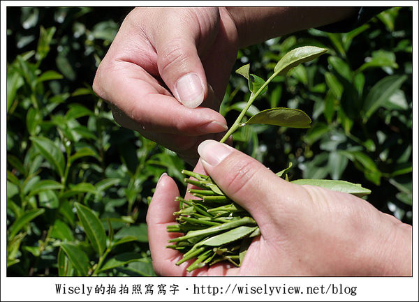 【遊玩】嘉義‧阿里山：茶裏王～離開繁忙的都會生活，來去山上找好茶