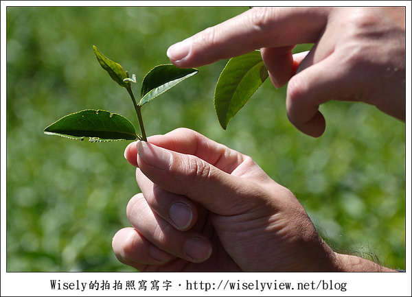 【遊玩】嘉義‧阿里山：茶裏王～離開繁忙的都會生活，來去山上找好茶