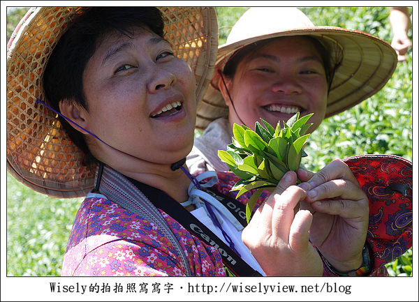 【遊玩】嘉義‧阿里山：茶裏王～離開繁忙的都會生活，來去山上找好茶