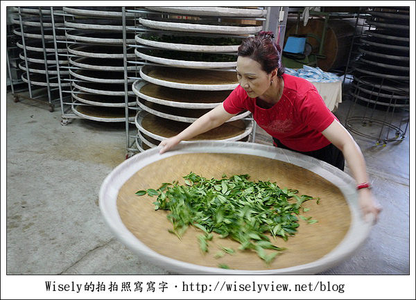 【遊玩】嘉義‧阿里山：茶裏王～離開繁忙的都會生活，來去山上找好茶