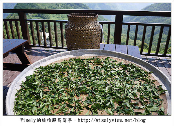 【遊玩】嘉義‧阿里山：茶裏王～離開繁忙的都會生活，來去山上找好茶