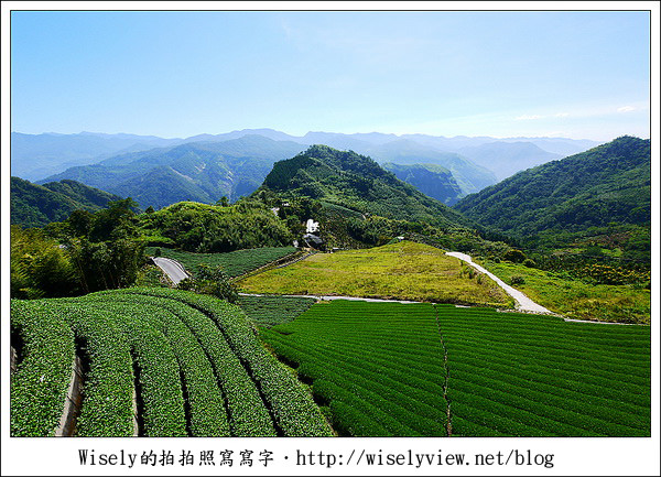 【遊玩】嘉義‧阿里山：茶裏王～離開繁忙的都會生活，來去山上找好茶