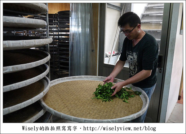 【遊玩】嘉義‧阿里山：茶裏王～離開繁忙的都會生活，來去山上找好茶