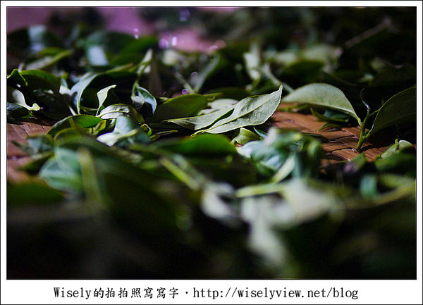 【遊玩】嘉義‧阿里山：茶裏王～離開繁忙的都會生活，來去山上找好茶