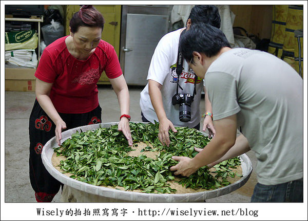 【遊玩】嘉義‧阿里山：茶裏王～離開繁忙的都會生活，來去山上找好茶