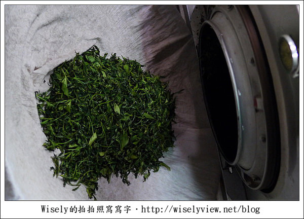 【遊玩】嘉義‧阿里山：茶裏王～離開繁忙的都會生活，來去山上找好茶