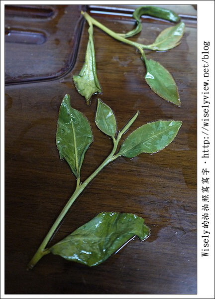 【遊玩】嘉義‧阿里山：茶裏王～離開繁忙的都會生活，來去山上找好茶